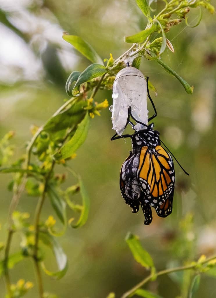 Monarch Butterfly Eclosed From Chrysalis