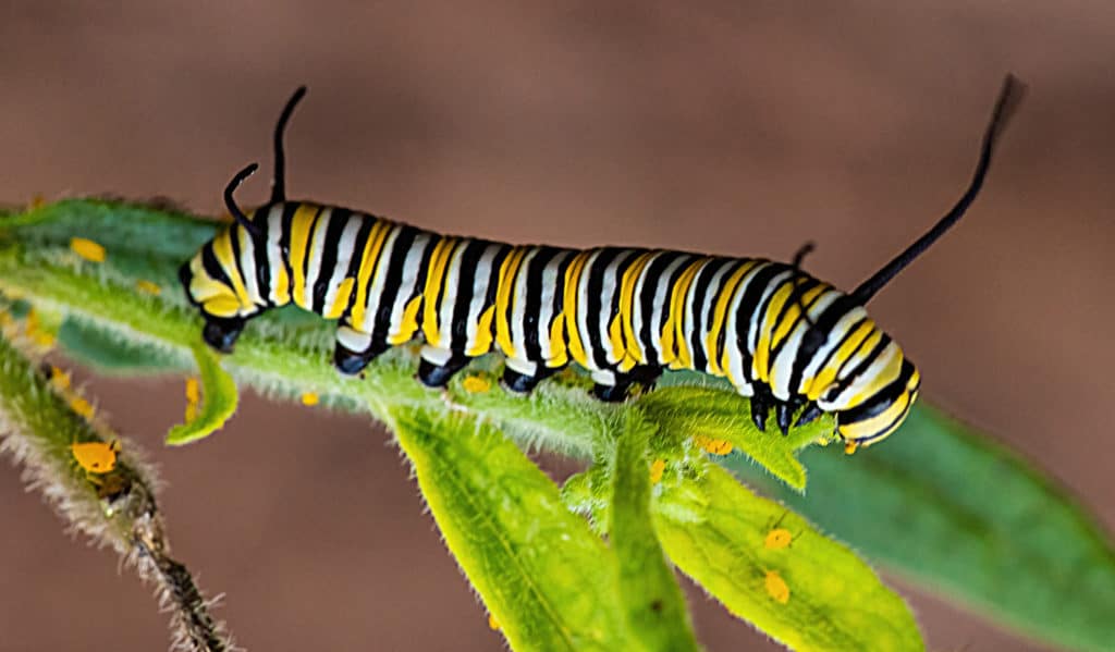 Monarch Caterpillar 5th Instar On Milkweed