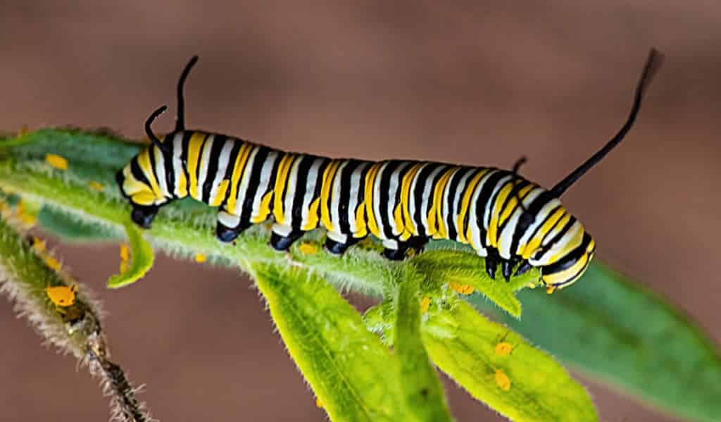Photographing Butterflies Through Their Life Cycle 4 Monarch Caterpillar 5th Instar On Milkweed