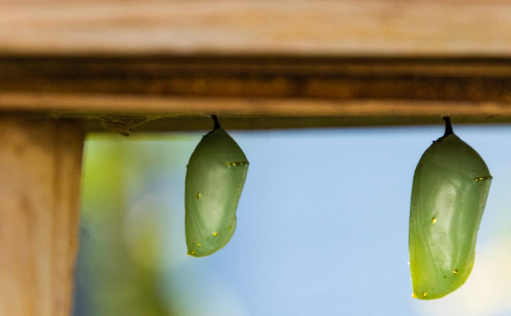 Photographing Butterflies Through Their Life Cycle 6 Monarch Chrysalises Underneath Butterfly House