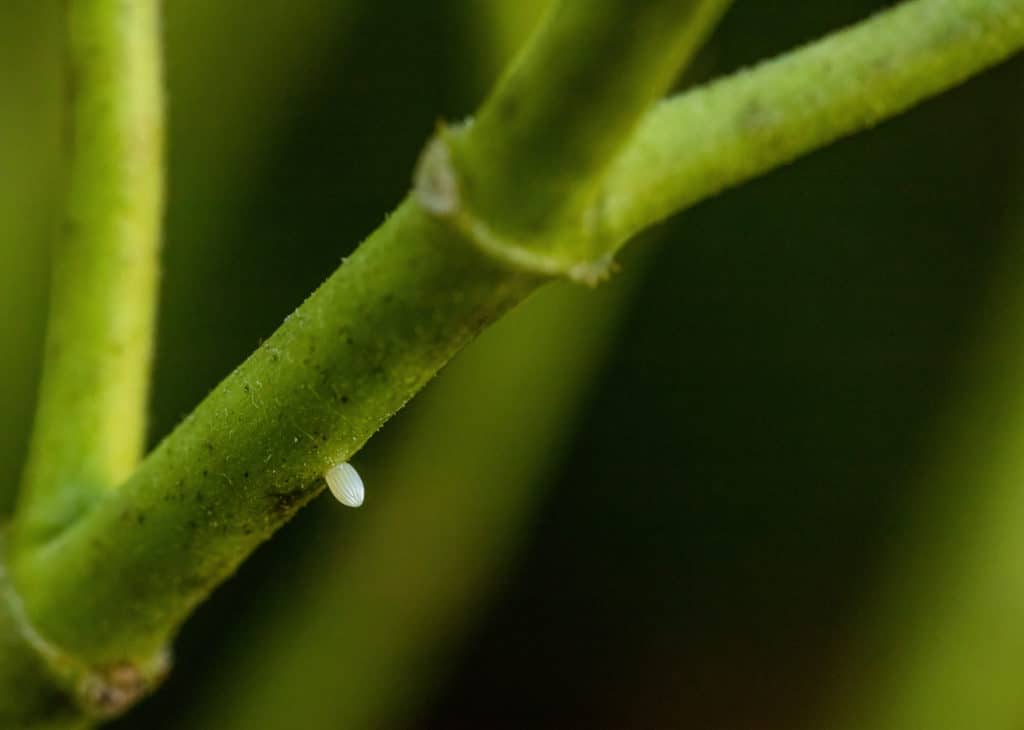 Monarch Egg On Stem Of Swamp Milkweed