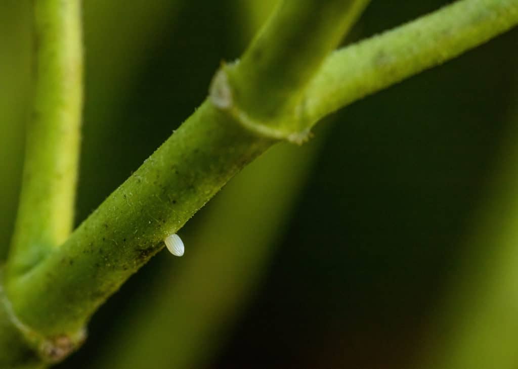 Photographing Butterflies Through Their Life Cycle 3 Monarch Egg On Stem Of Swamp Milkweed