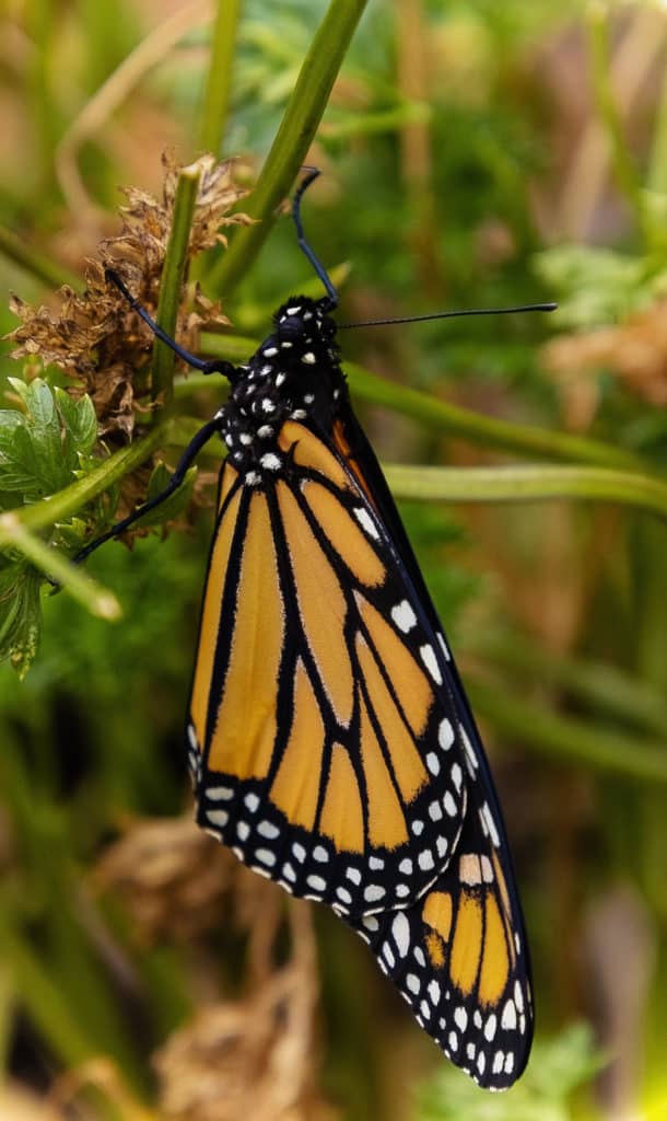 Newly Emerged Monarch Butterfly Drying Wings