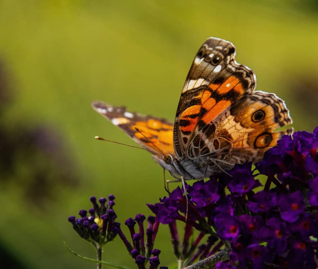 Painted Lady Butterfly On Butterfly Bush