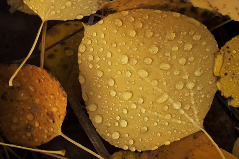 Autumn Rain