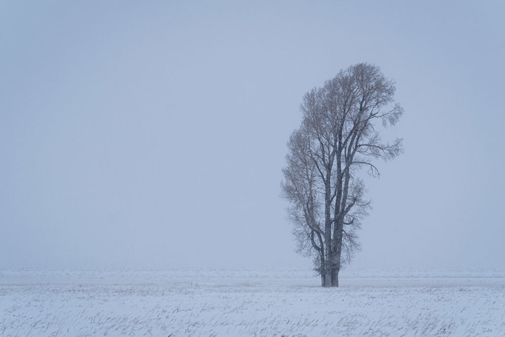 Lone Tree Horizontal