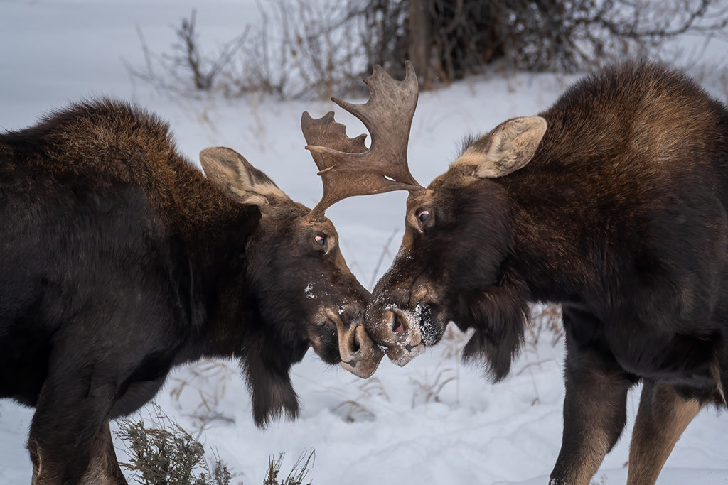 Moose Noses