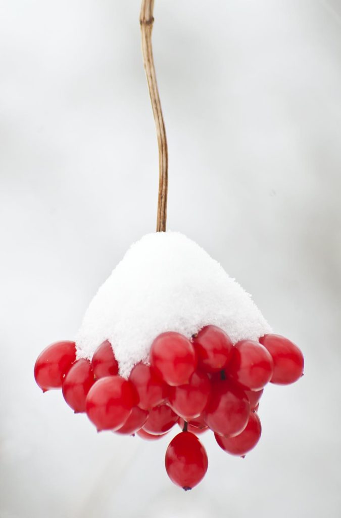 534 17 Cranberrybush Viburnam Berries In Winter