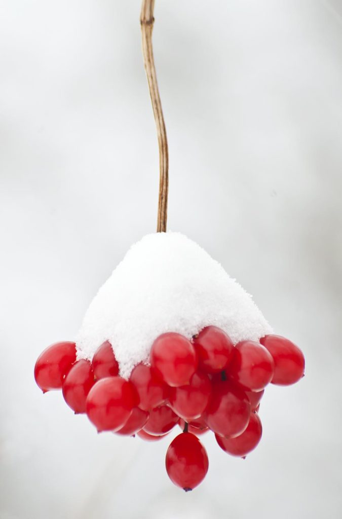 Simplicity 12 534 17 Cranberrybush Viburnam Berries In Winter