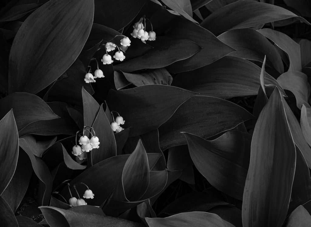 668 94 BW H Lillies Of The Valley