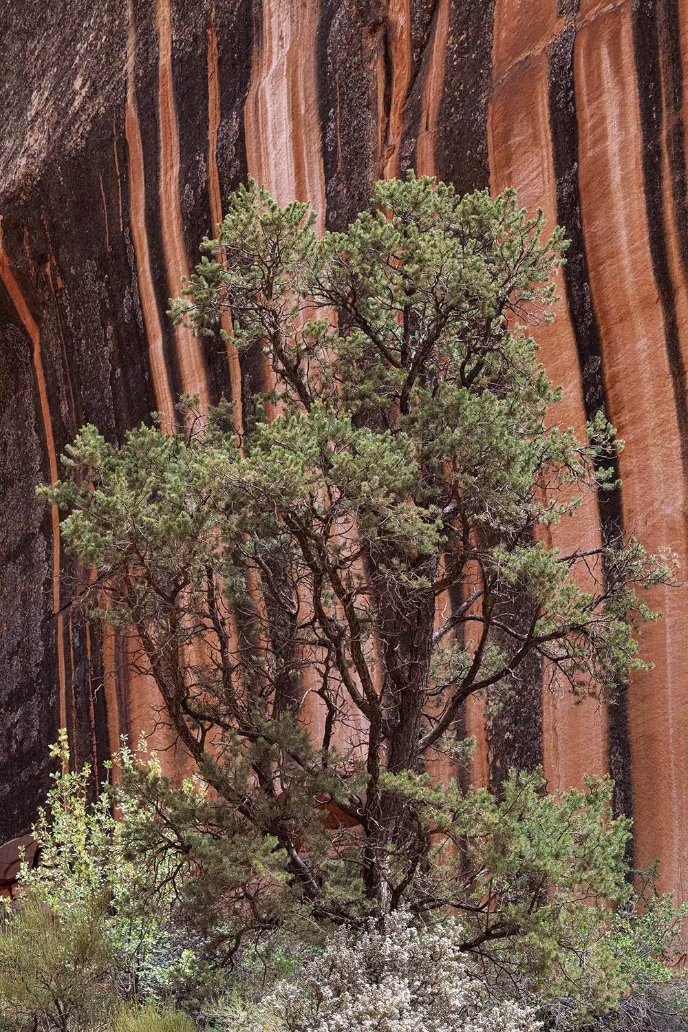 Simplicity 5 671 03 Pinyon Pine And Desert Varnish