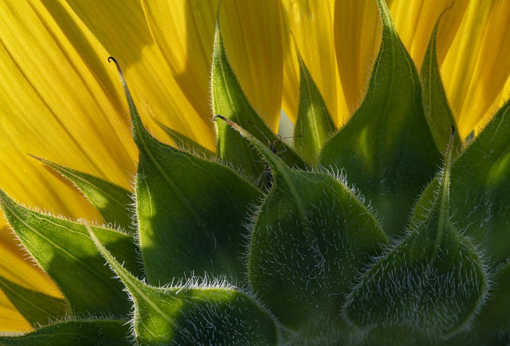 680 93 Bug Sunflower