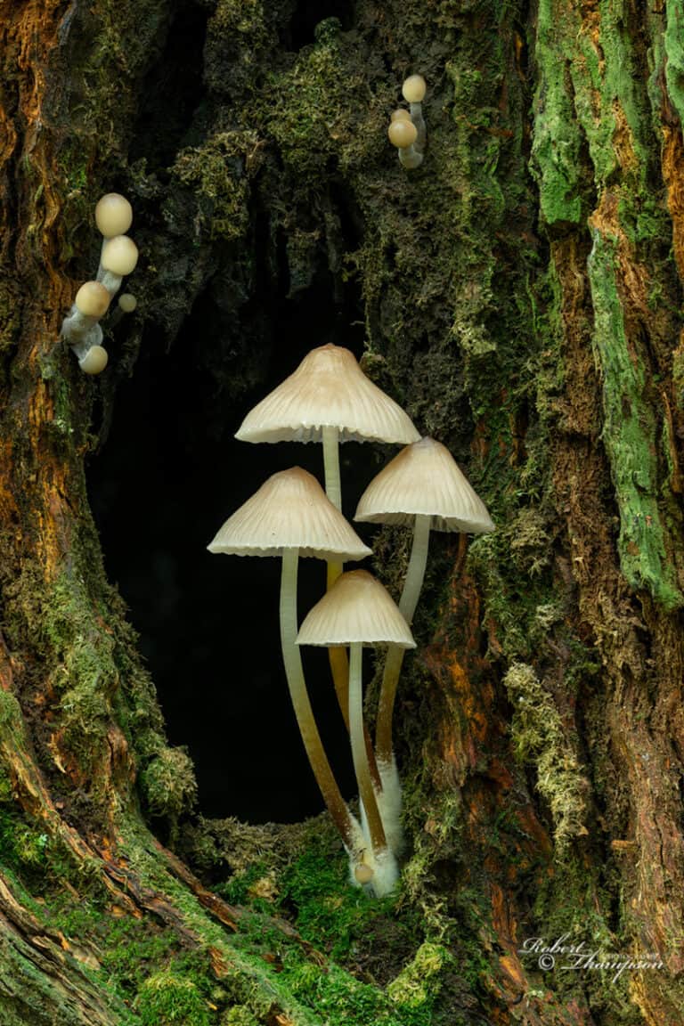 Photo 014 Clustered Bonnet Mycena Inclinata RST098762