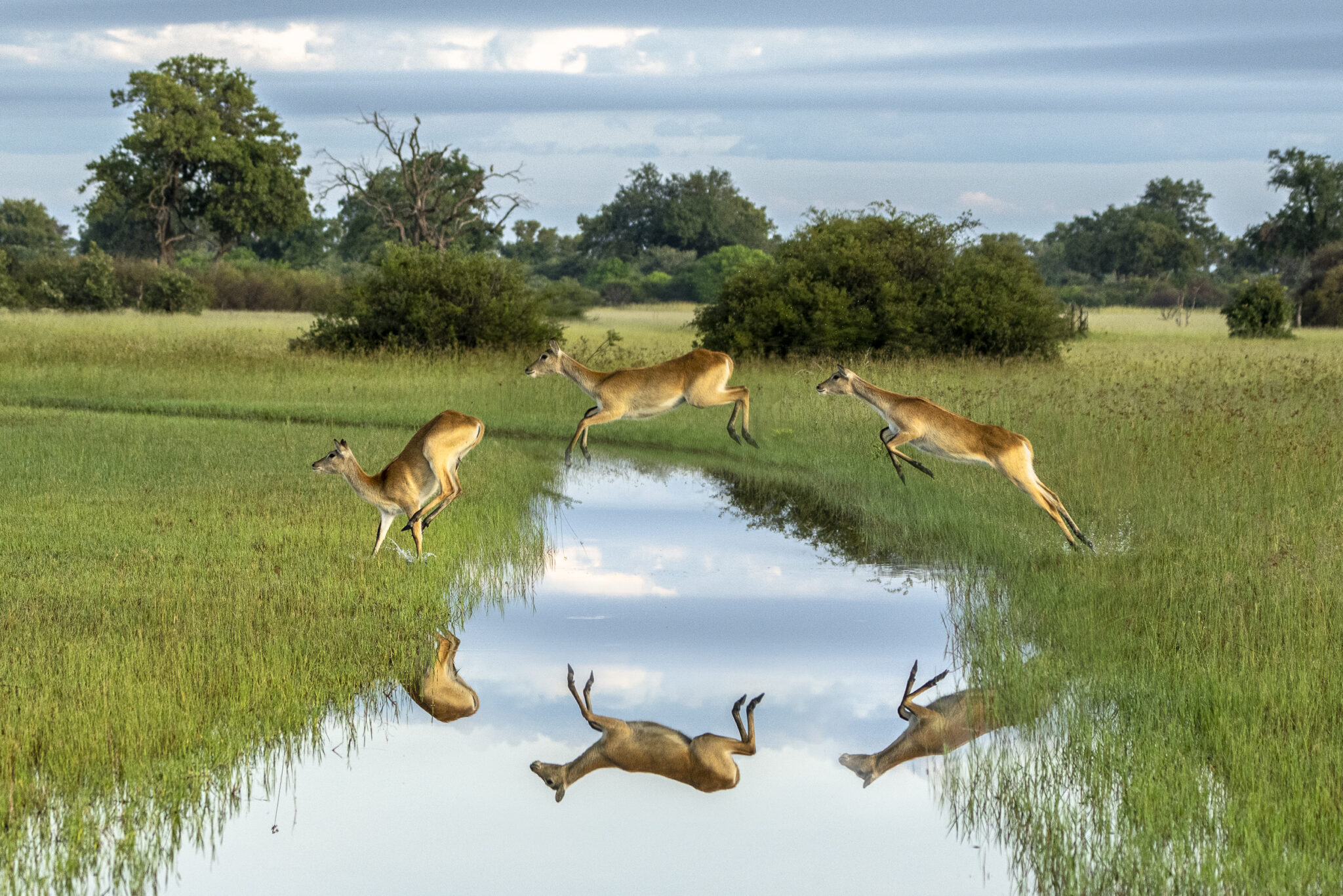 Vumbura Plains 20230217 DSC7590 Edit