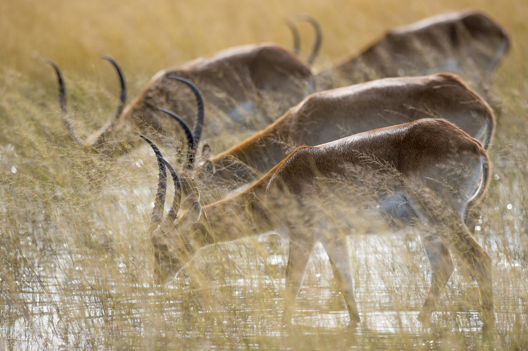 Red Letchewe Drinking In The Okavango Delta In Botswana