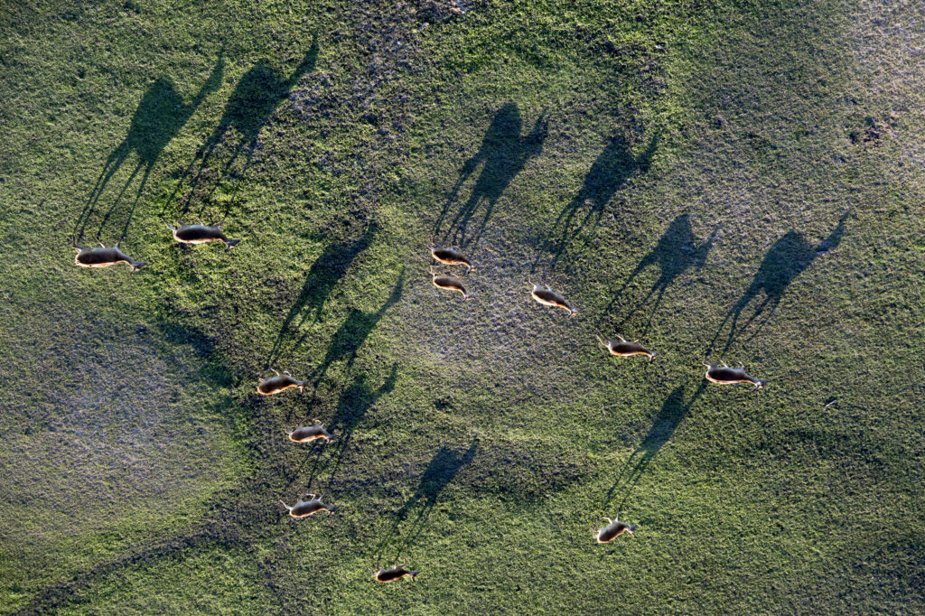 The Shadows Of Red Letchewe Just Before Sunset In The Okavango D