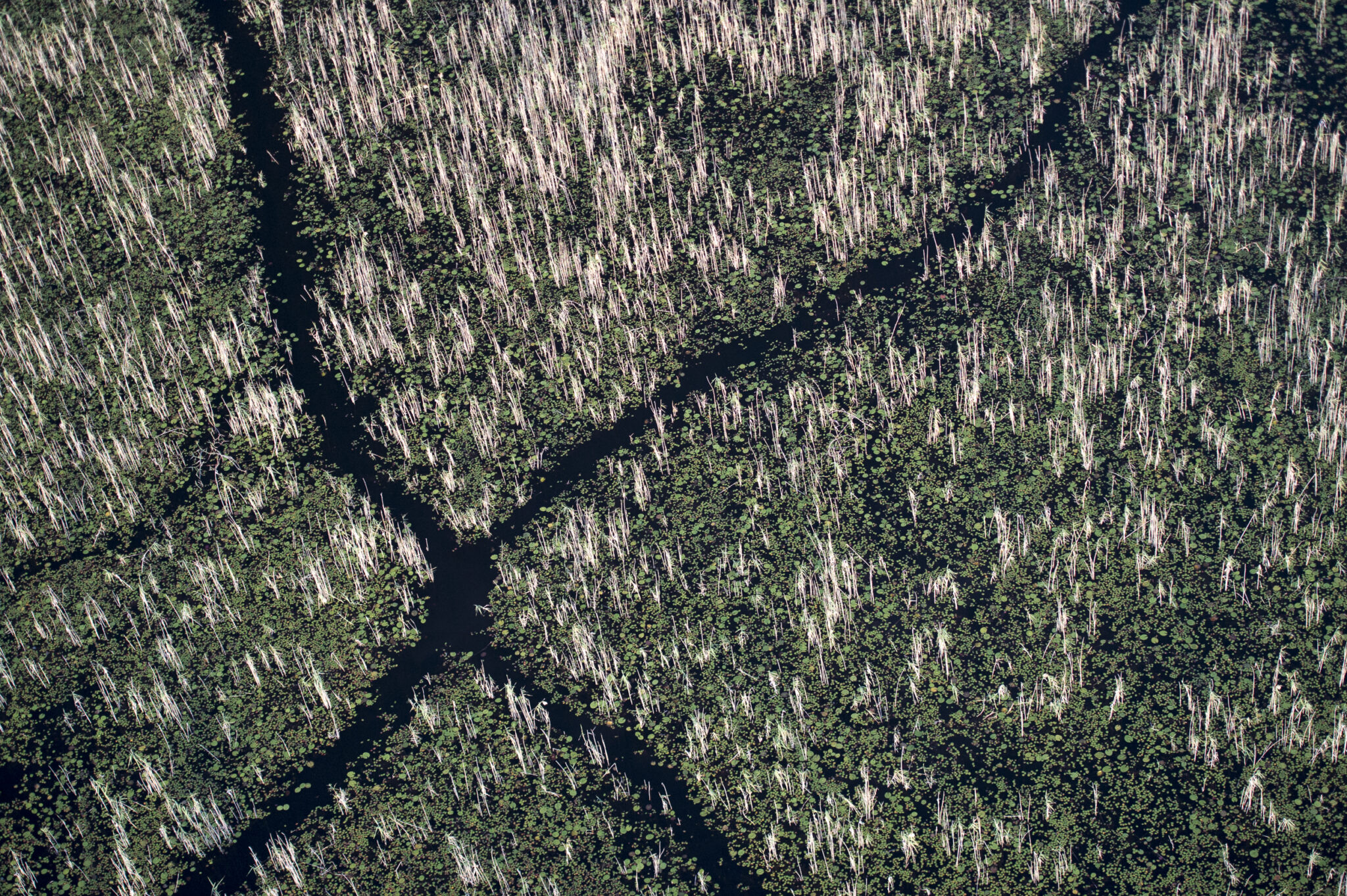 Hippo Trails In The Okavango Delta In Botswana