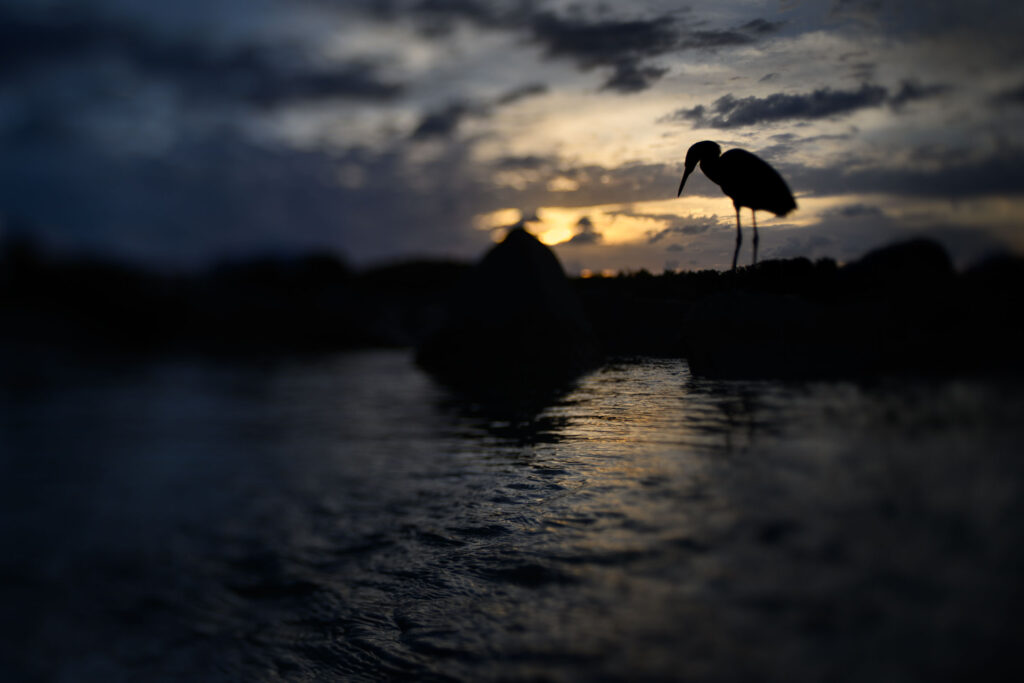 Feeding Reddish Egret