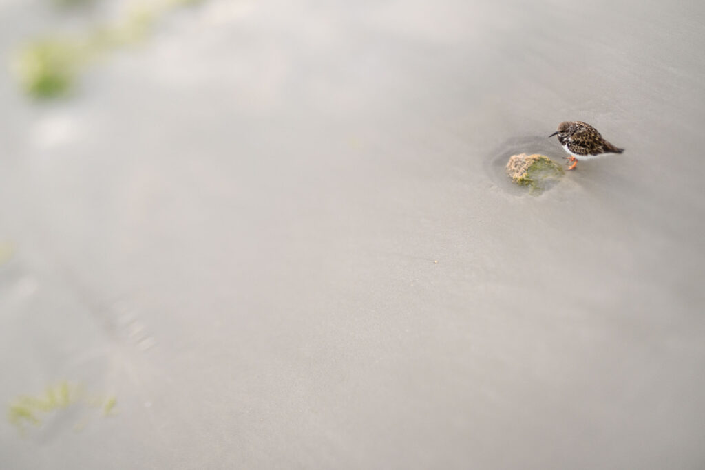 Looking Down On A Turnstone