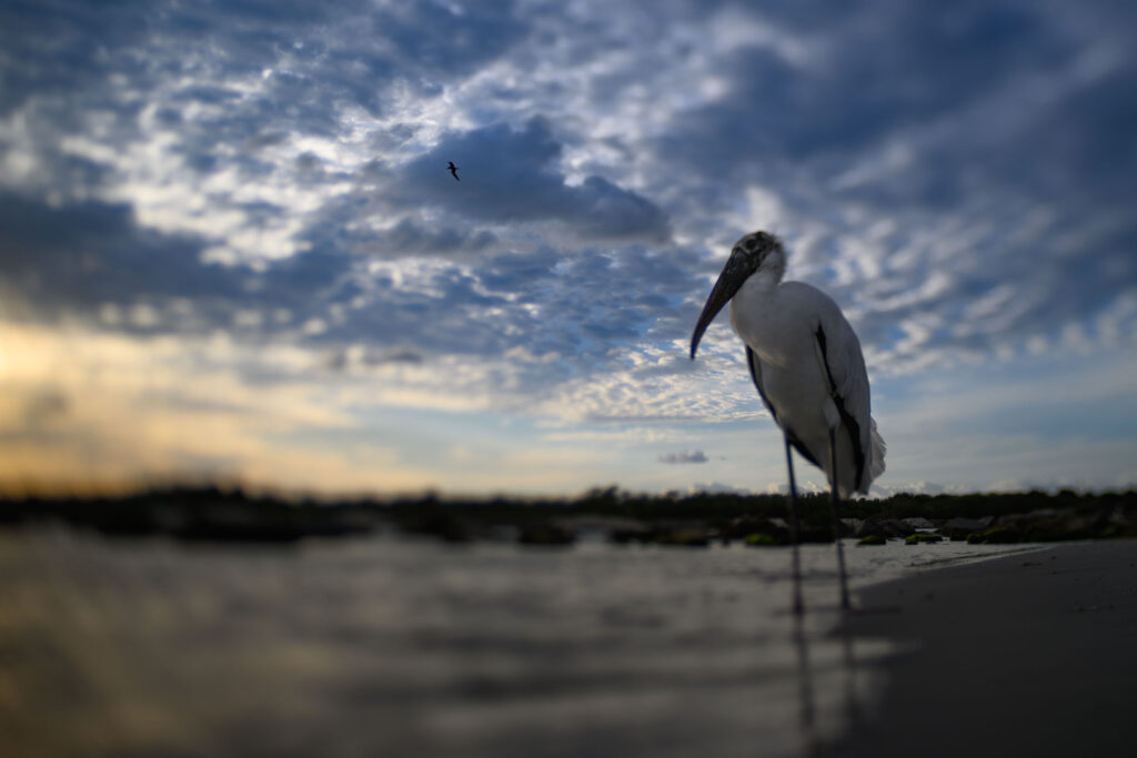 Wide Angle Wood Stork