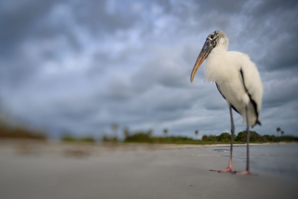 Tilt Shift Wood Stork