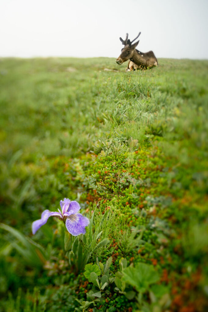Caribou And An Iris