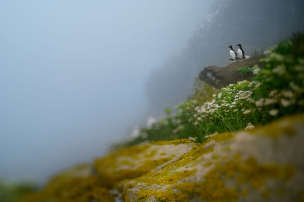 Murre Pair And Flowers