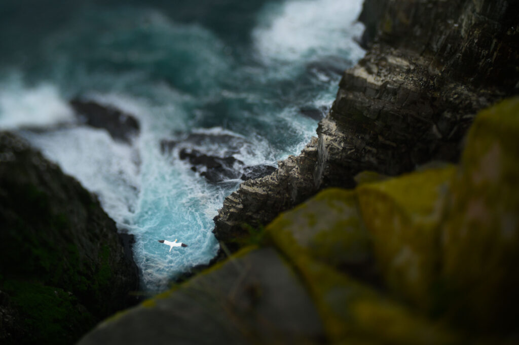 Seabird Coastline