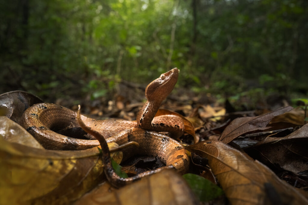 Hump nosed pit viper
