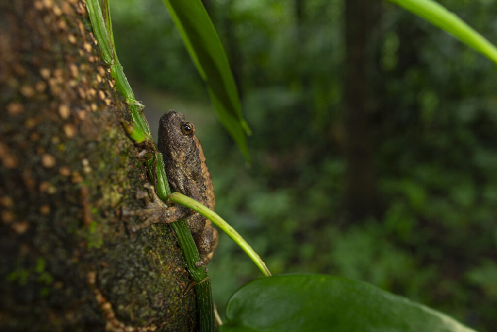 Kaloula sp
