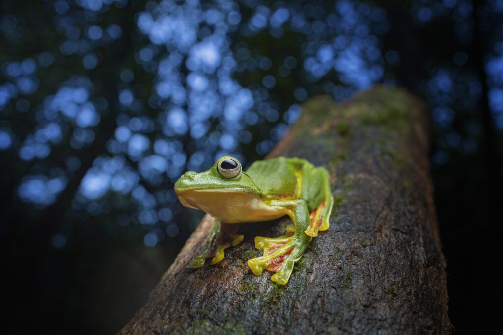 Malabar gliding frog