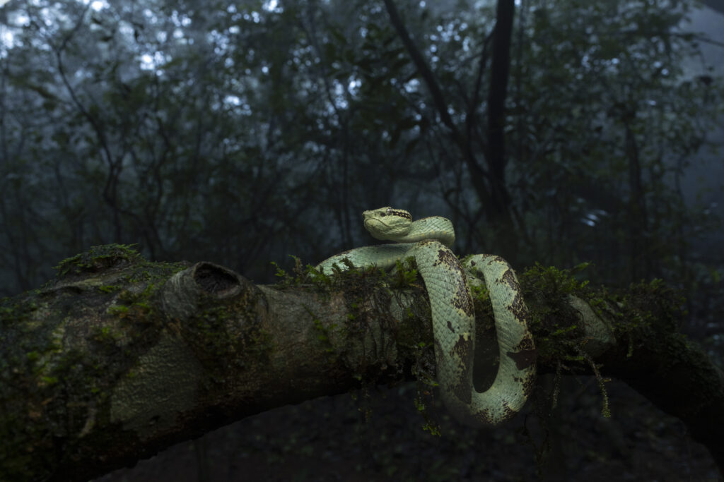 Malabar pit viper