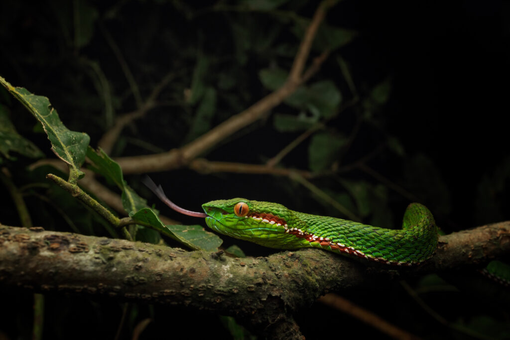 Popes Pit Viper
