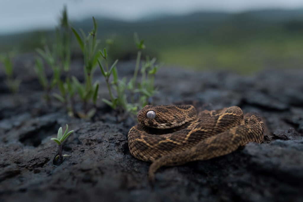 Saw scaled viper
