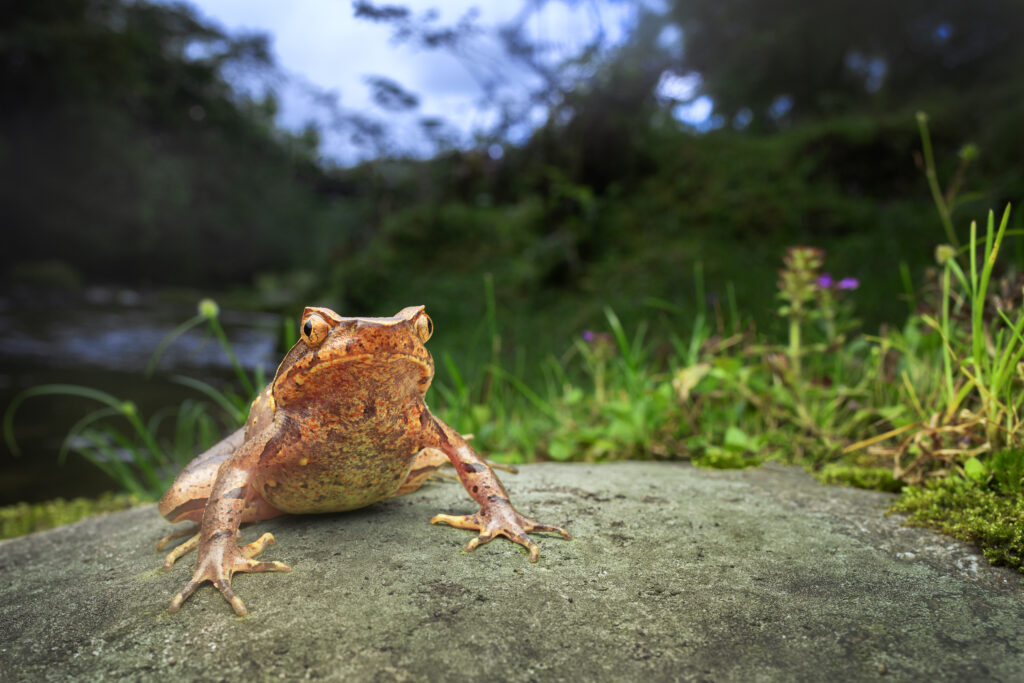 Xenophrys