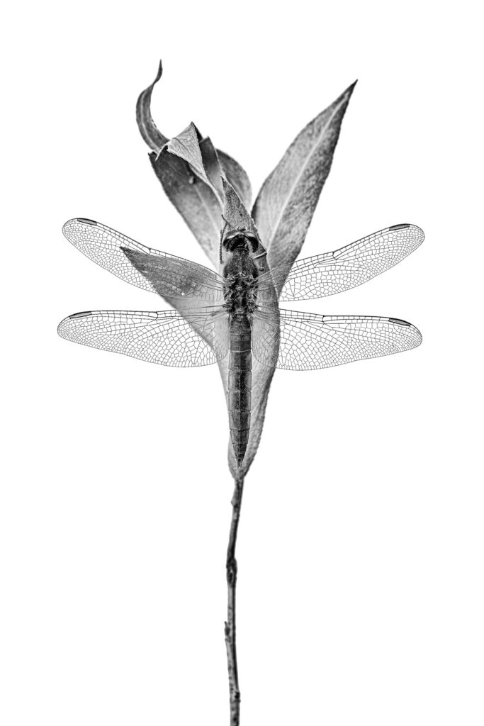 Creative Macro in Monochrome