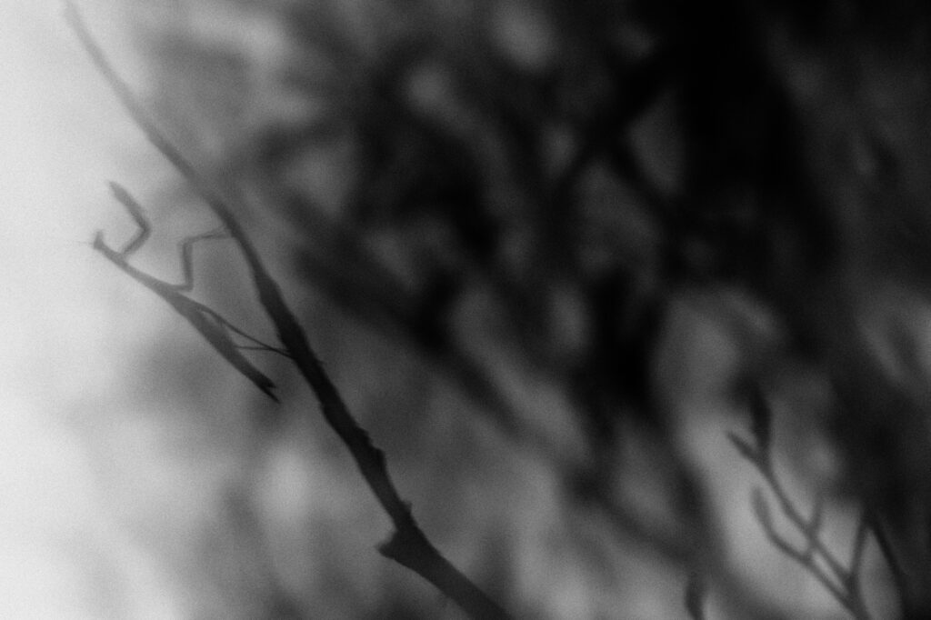 Creative Macro in Monochrome