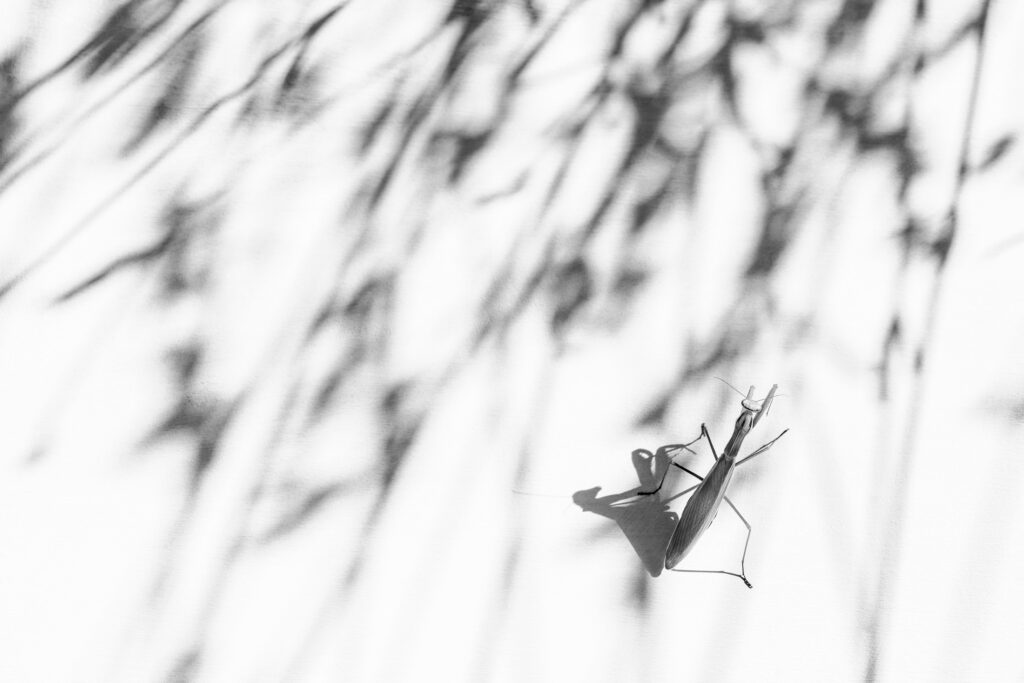 Creative Macro in Monochrome