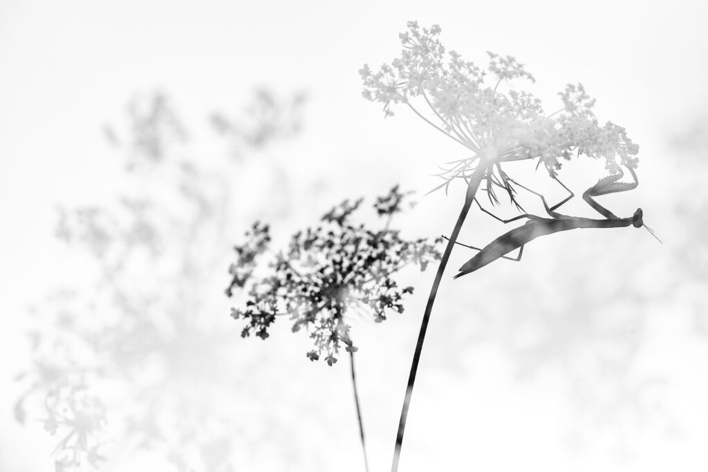 Creative Macro in Monochrome