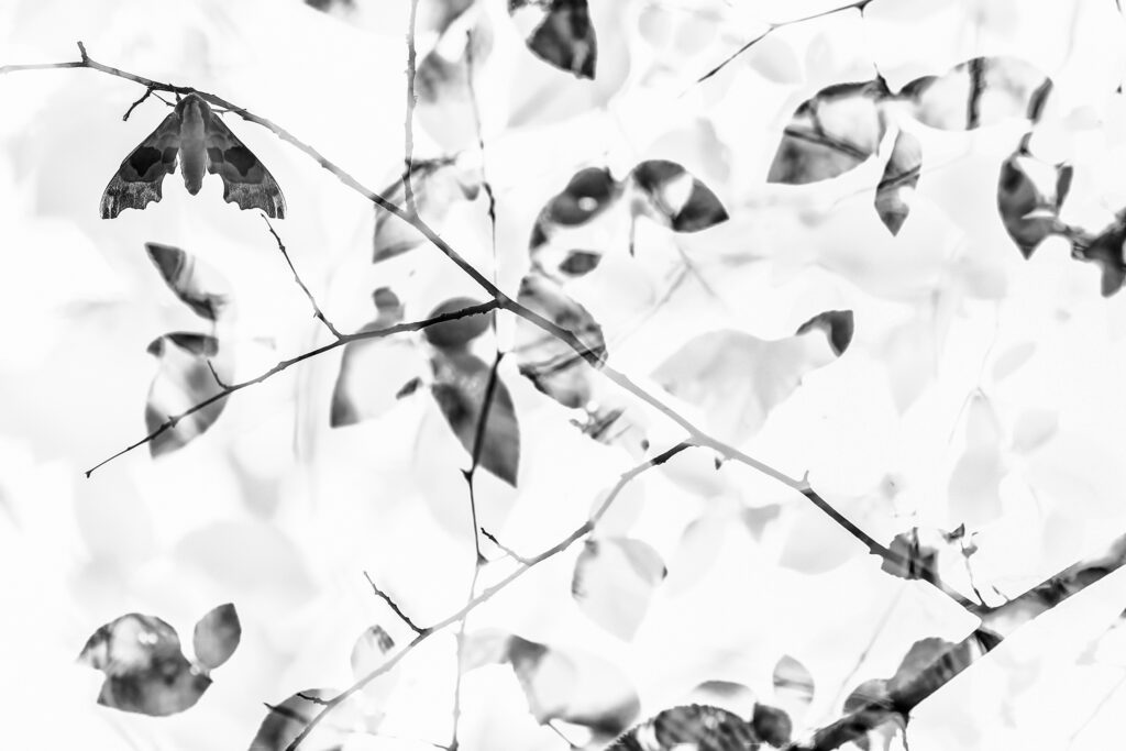 Creative Macro in Monochrome