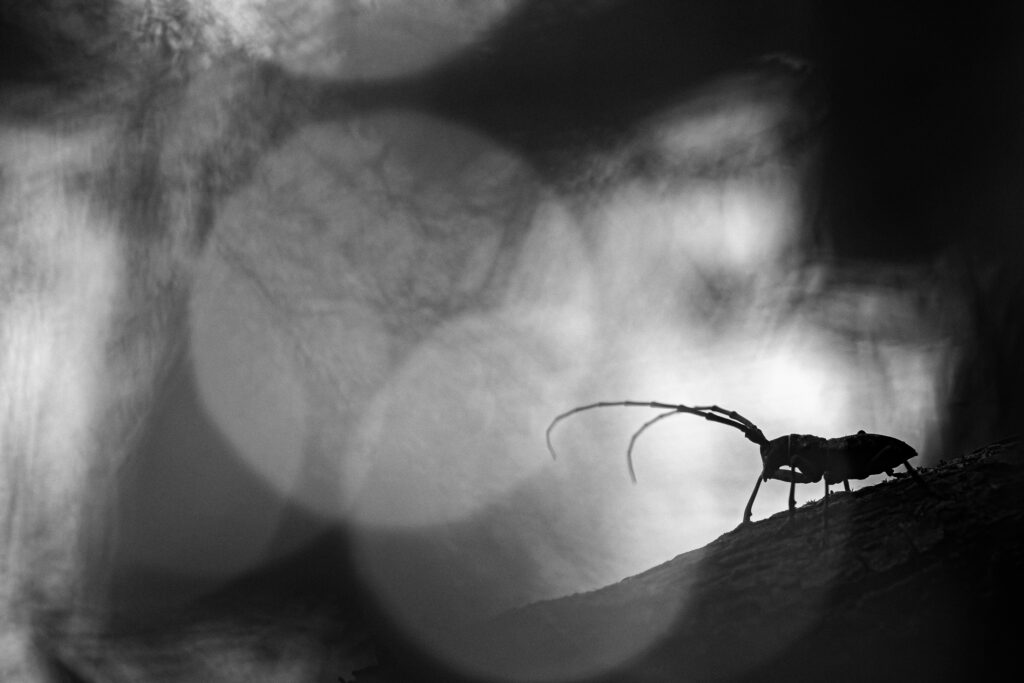Creative Macro in Monochrome