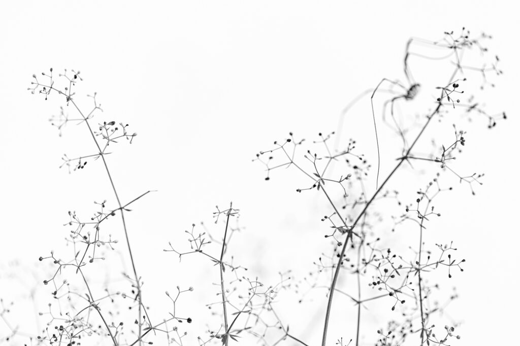 Creative Macro in Monochrome