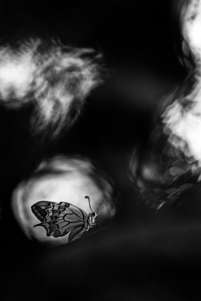 Creative Macro in Monochrome