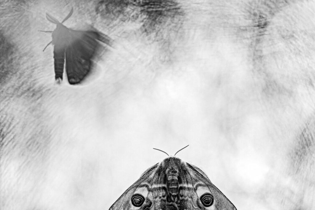 Creative Macro in Monochrome