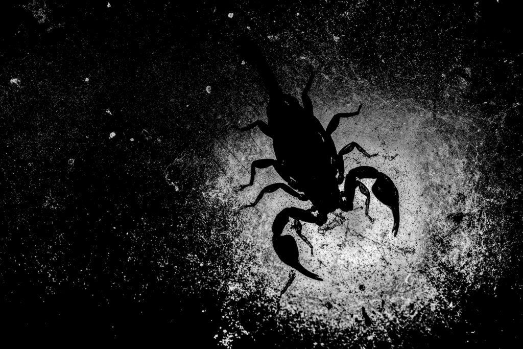 Creative Macro in Monochrome