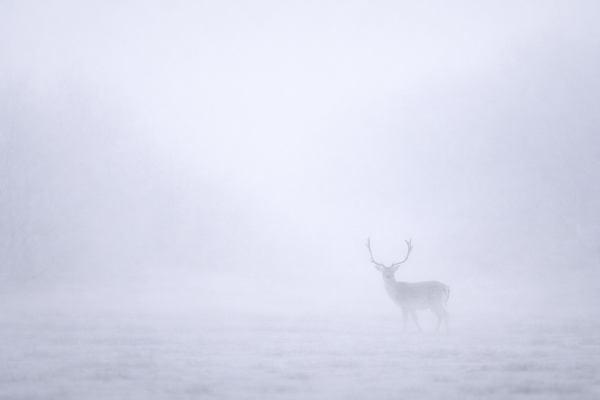 Where Silence Is Enough